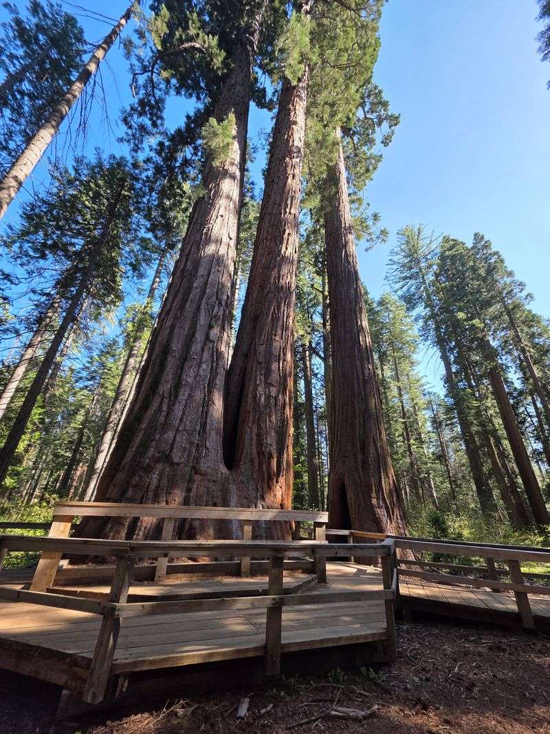 Giant Sequoias Most People Never Expect Here