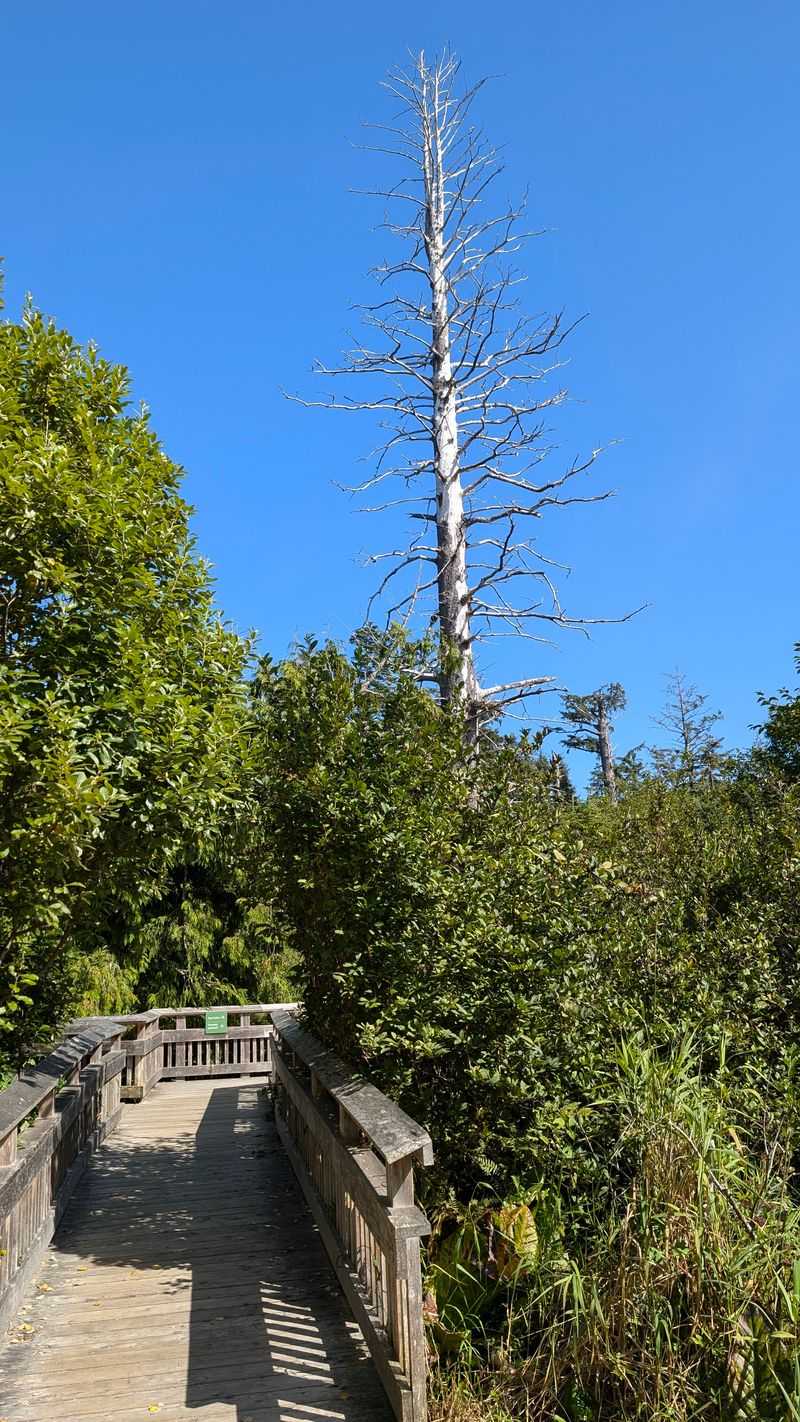 Active Osprey Nest Offers Birdwatching Thrills