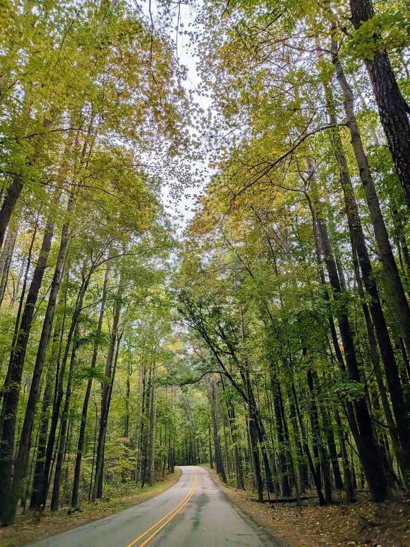 Tree Lines Block The Horizon