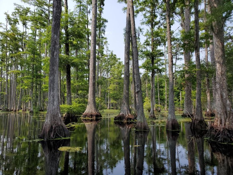 Cypress Gardens 