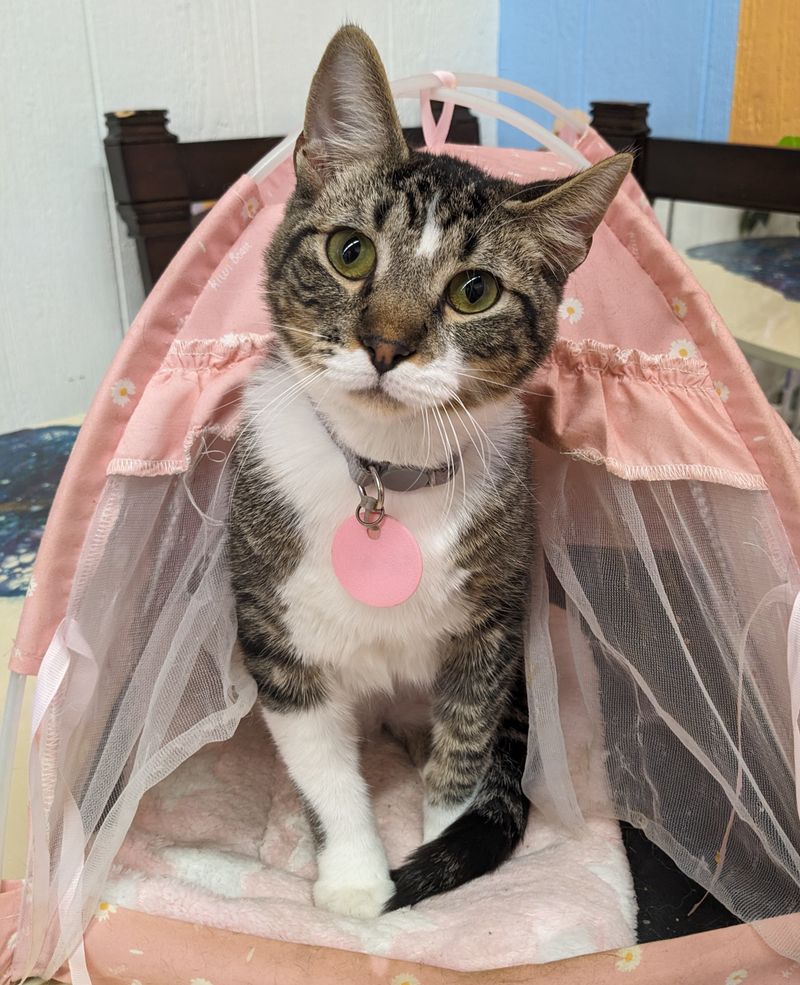 Twenty Friendly Felines Ready for Cuddles and Play