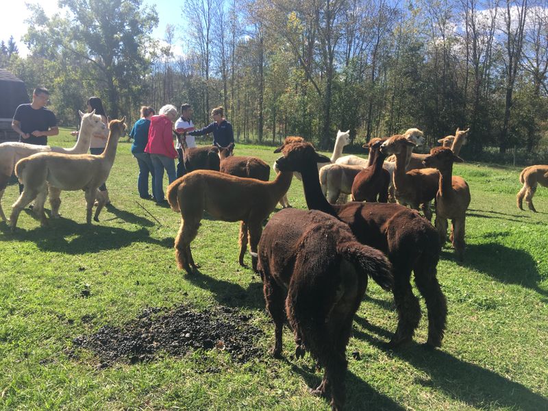 Meet The Herd Up Close During Farm Tours