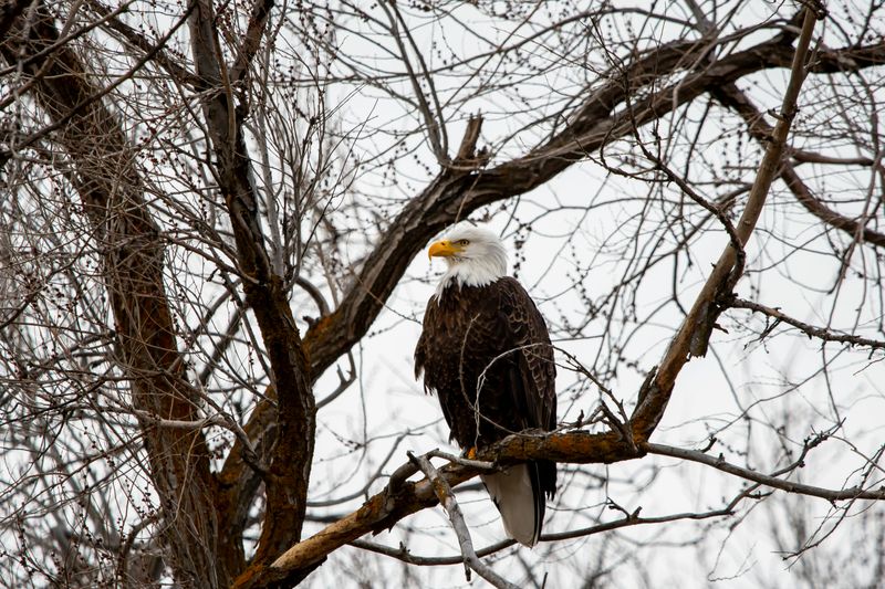 Feeding Bald Eagles Is Prohibited By State Rule