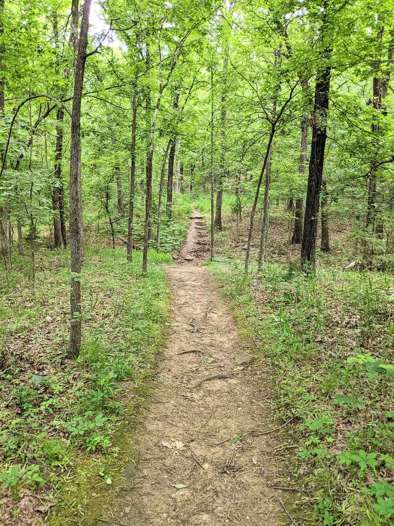 Hiking Trails Wind Through Peaceful Forest