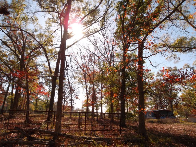 Sam Houston National Forest