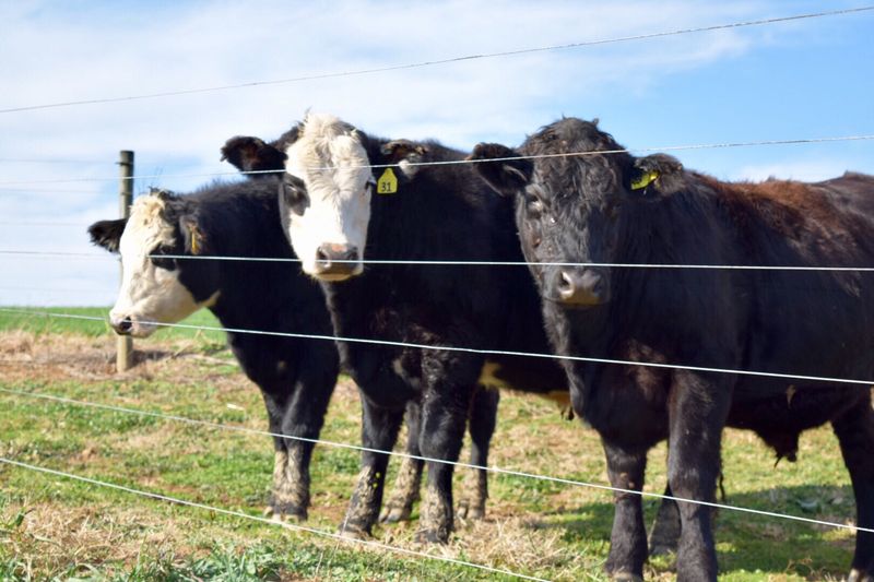 Fulper Family Farmstead, New Jersey