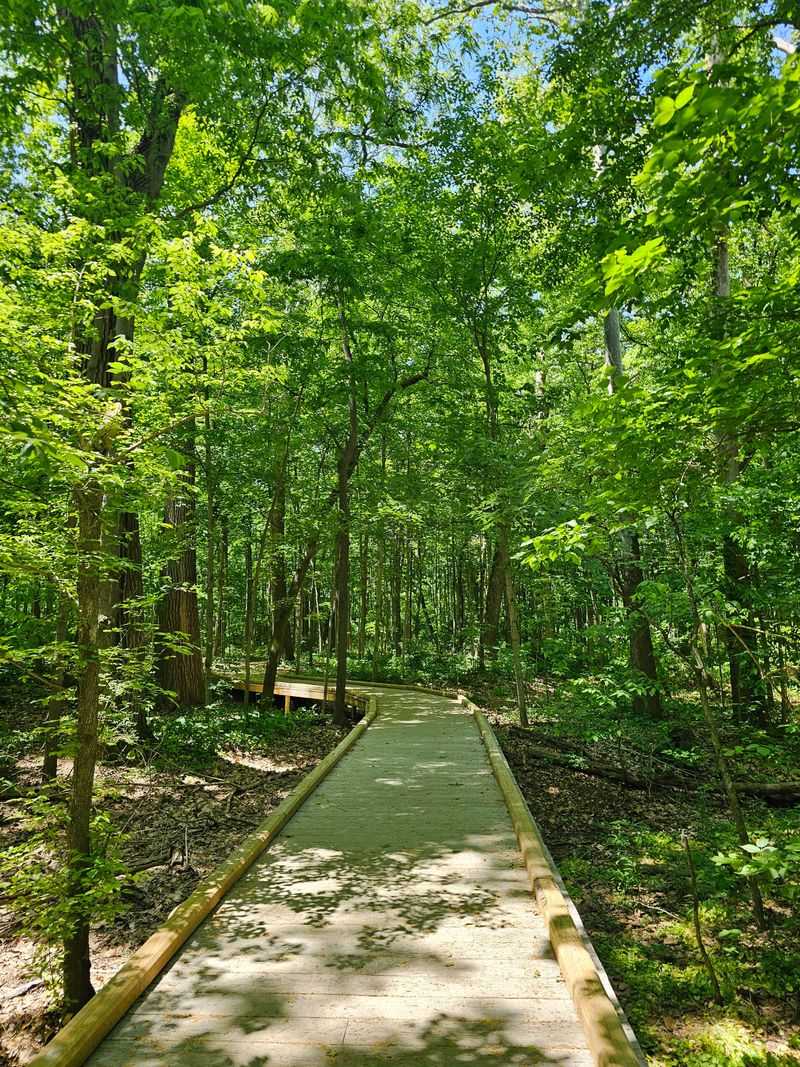 Wooded Trails That Feel Like A Hidden Forest
