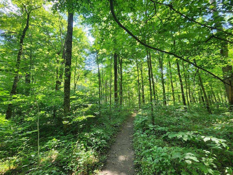 The Little Free Library and Meltzerville History Display Nearby
