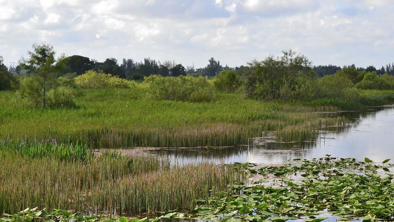 Arthur R. Marshall Loxahatchee National Wildlife Refuge 