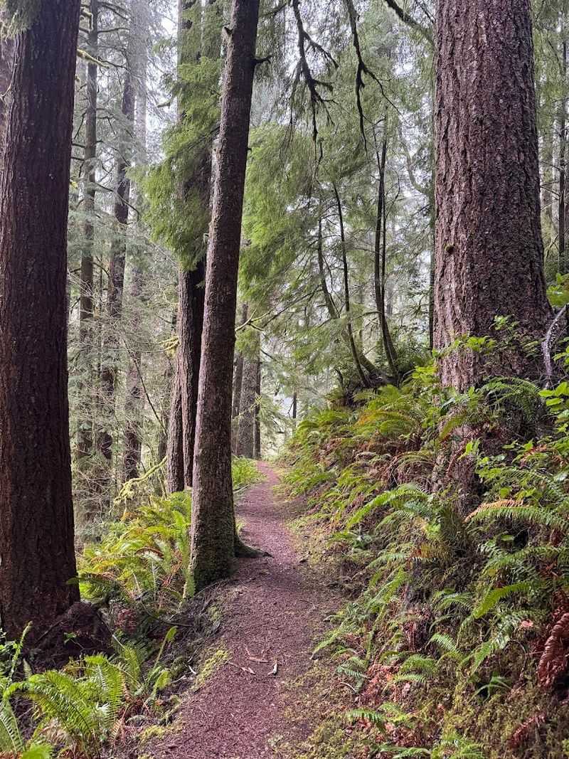 Giant Spruce Trail Through Ancient Forest