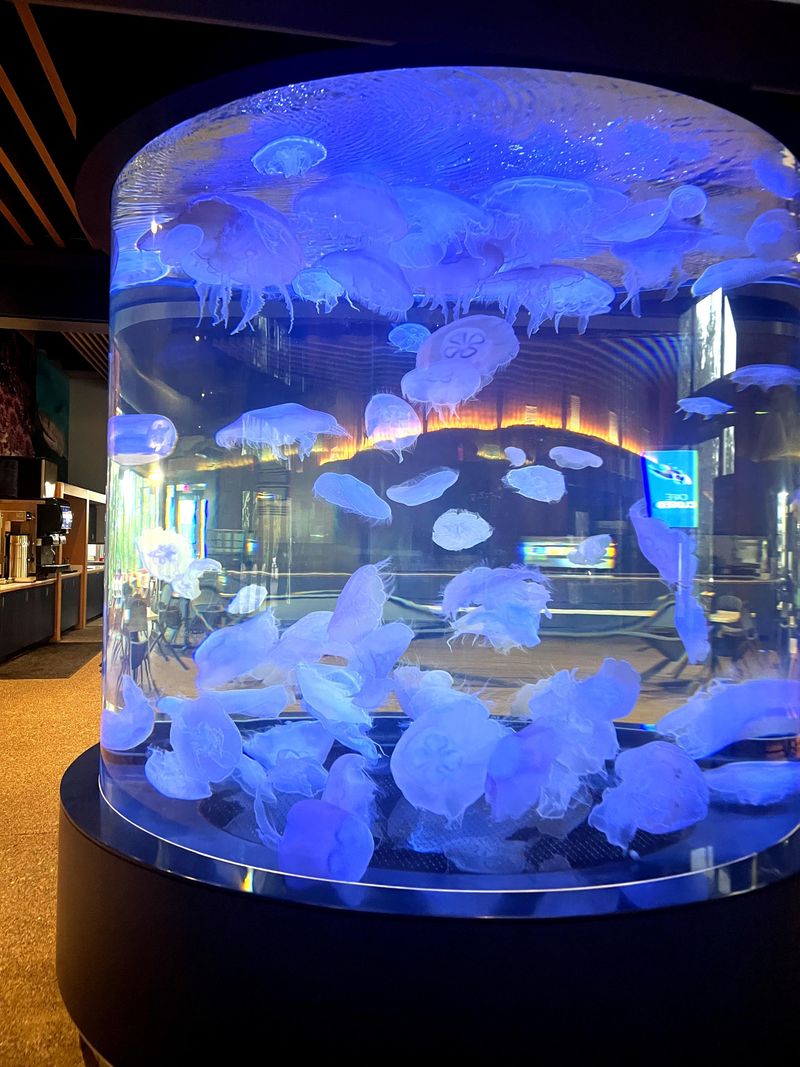 Jellyfish Galleries