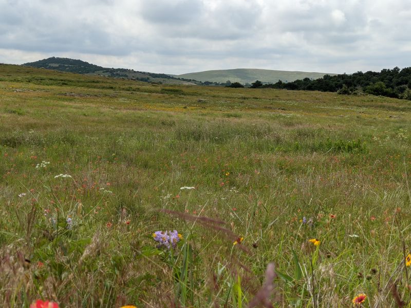 Wildflower Blooms Paint The Trail In Seasonal Colors