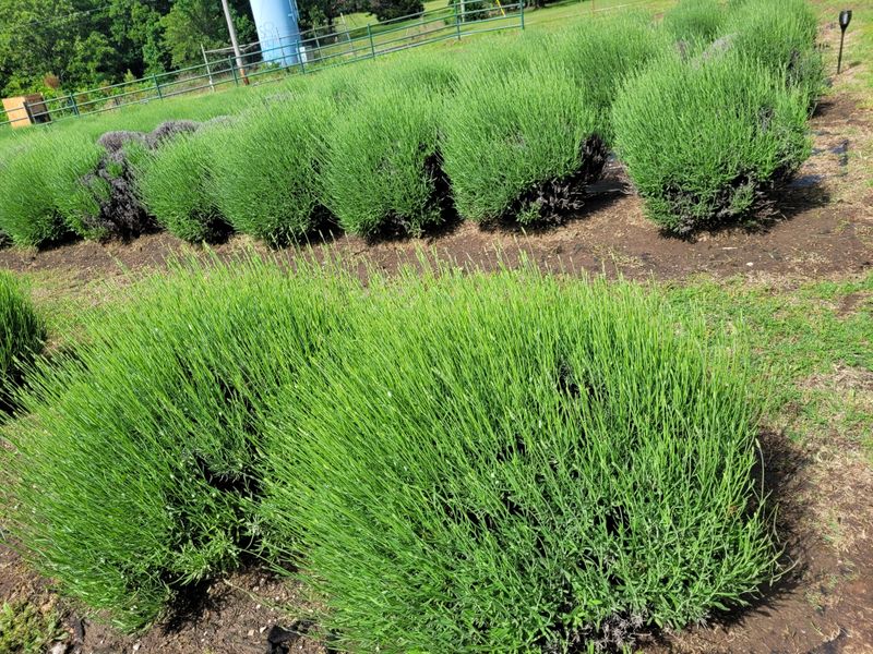 Planning Your Visit to Honey Creek Farm