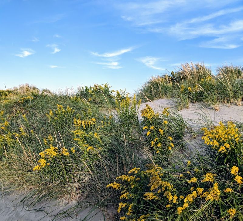 Wildflowers and Dune Plants: The Overlooked Beauty of the Landscape