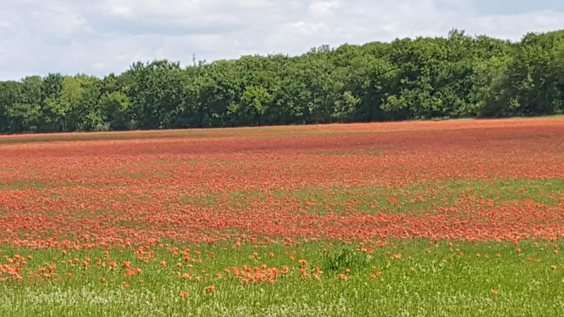 Thackerville: The Wooded Hideaway