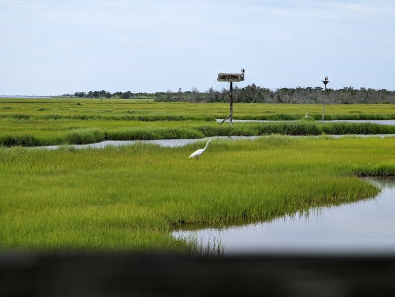 Wildlife Watching That Rivals Any Nature Documentary