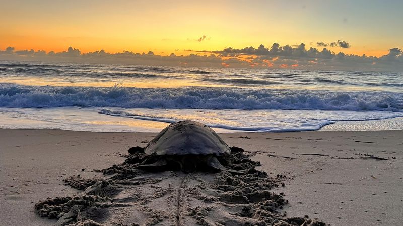 Archie Carr National Wildlife Refuge 