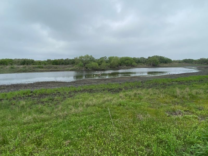 Javelinas Roam in Small Family Groups
