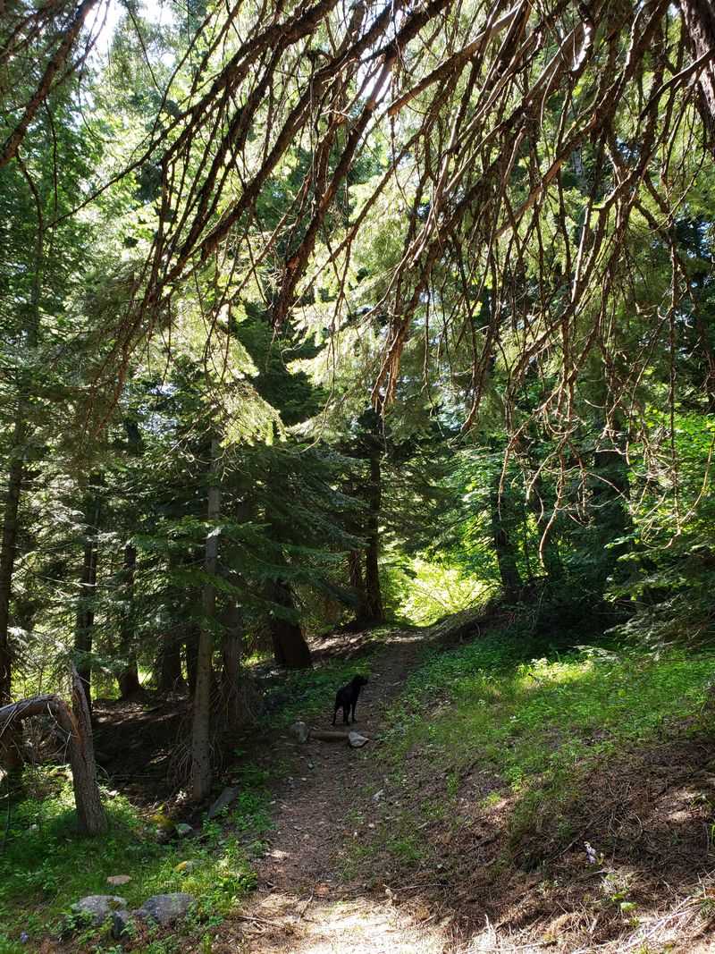 The 1942 Closure That Sealed Cornucopia's Fate