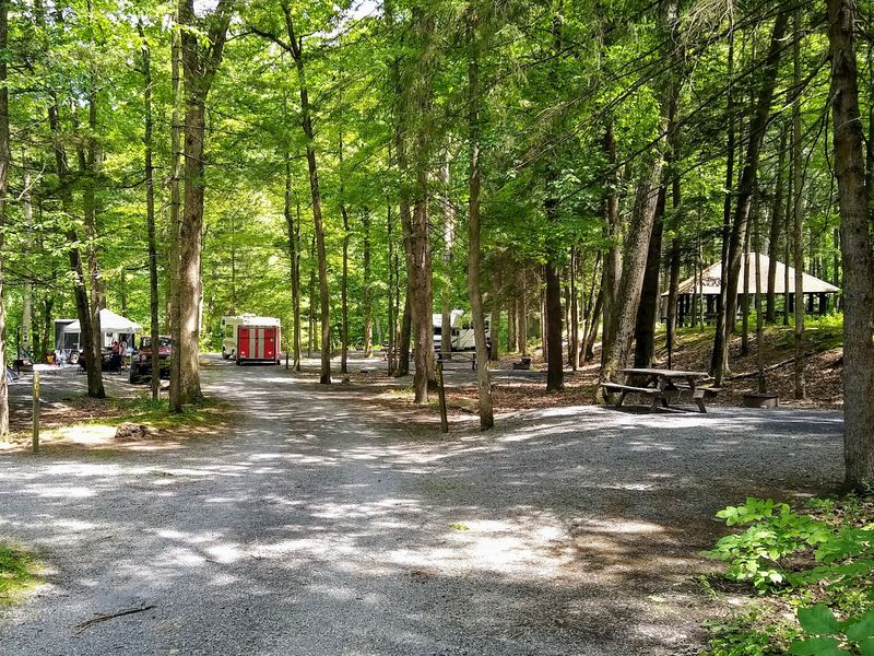 A Deep-Forest Drive That Feels Like You Found A Secret