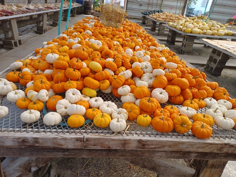 Farm-Fresh Produce That Actually Tastes Like Food Should