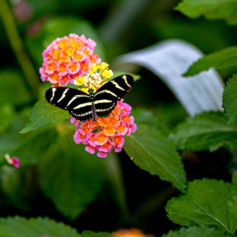 Planning Your Garden Walk Visit