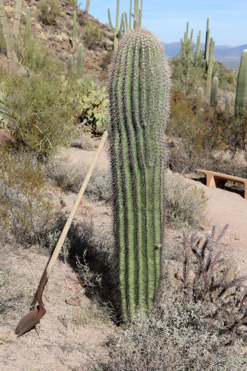 You Can’t Collect Or Move Protected Native Plants Without The Right Permission 