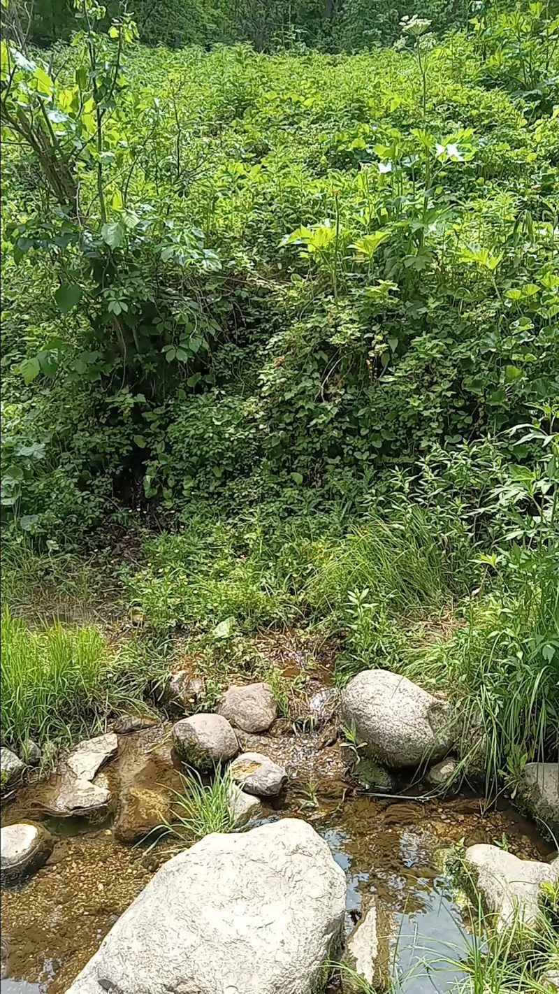 Camping And Night Sounds That Make People Second Guess Everything