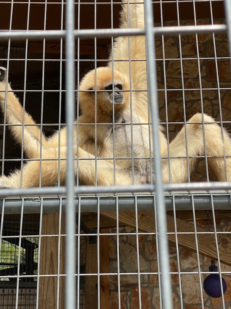 The Walk-About Area and Petting Barnyard