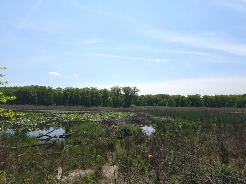 Rare Wildlife and Bird Watching Opportunities Unlike Anywhere Else in Indiana