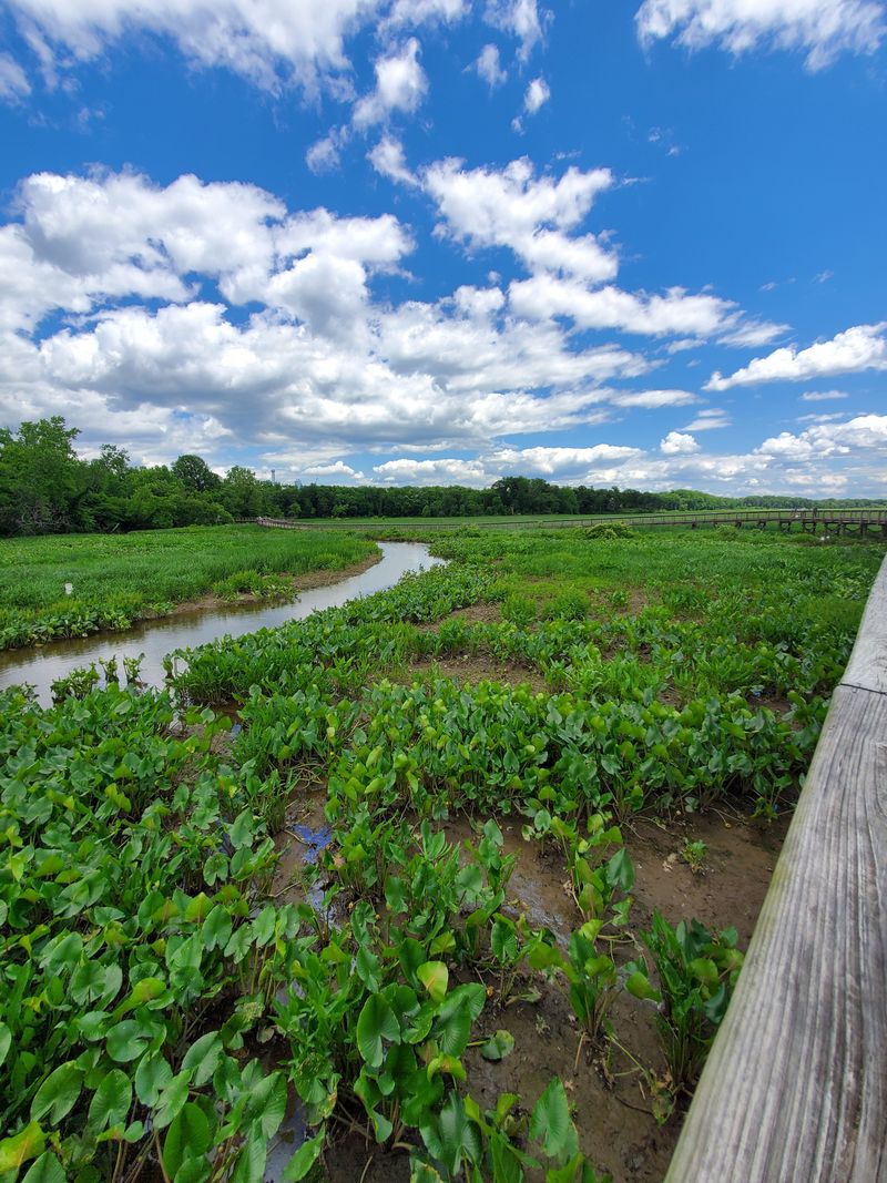 Wildlife Watching Reaches Peak Perfection Here
