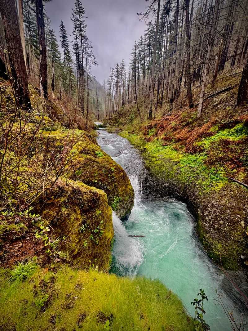 The Moss-Covered Forest That Feels Prehistoric