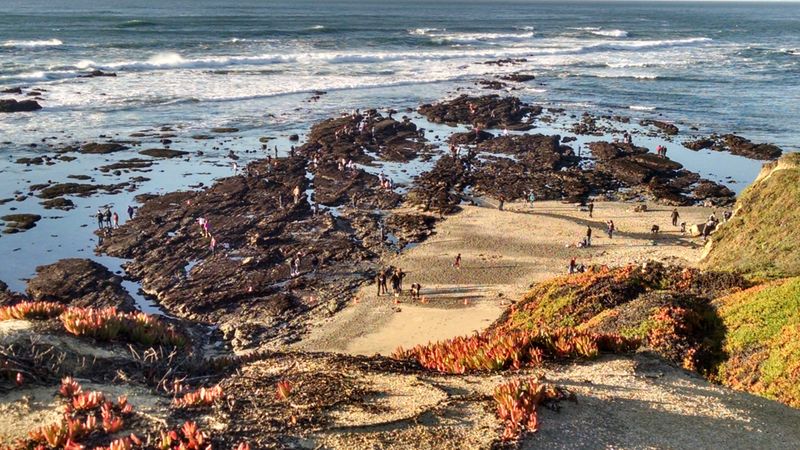The “Step Right There” Move That Crushes Tide Pool Life