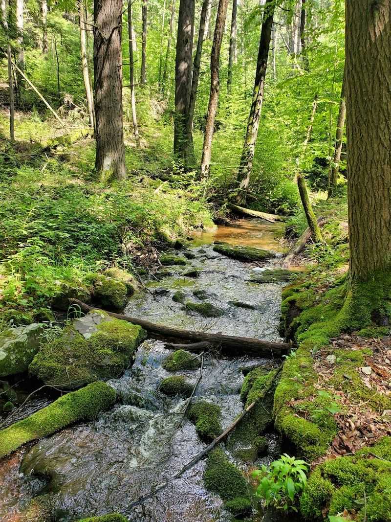 Hiking With Dogs and Kids: Why This Trail Works for Everyone