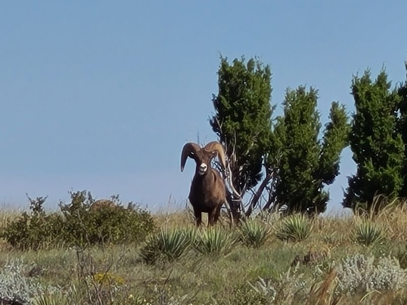 Wildlife Encounters at the Summit