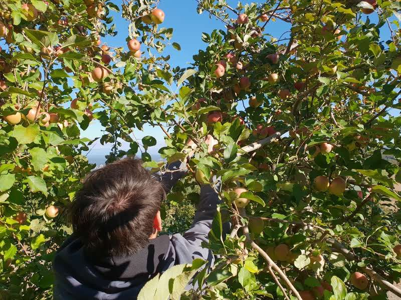 Pick Your Own Adventure Through The Orchards