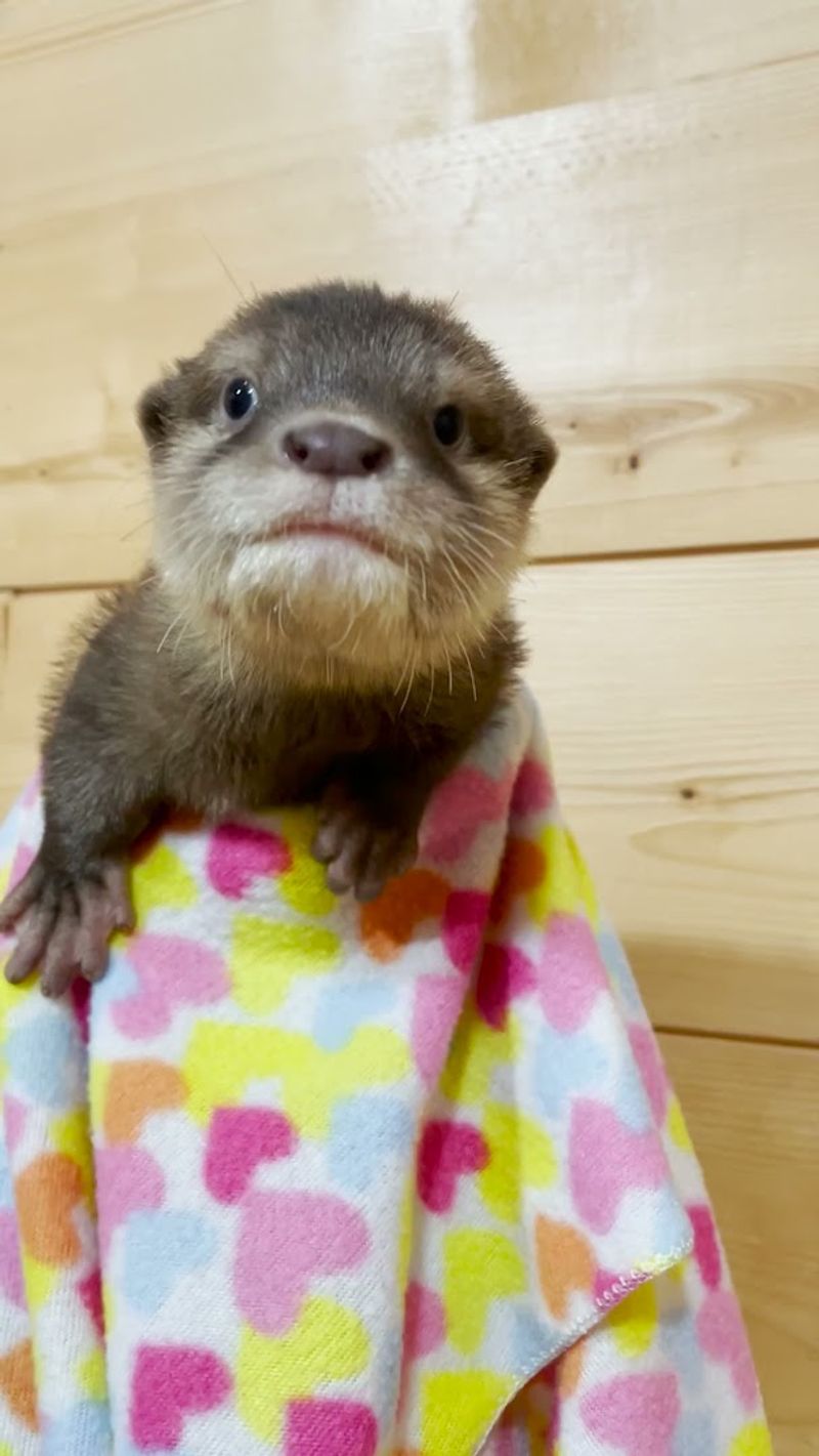 Unique Animal Encounters Beyond the Obvious Stars