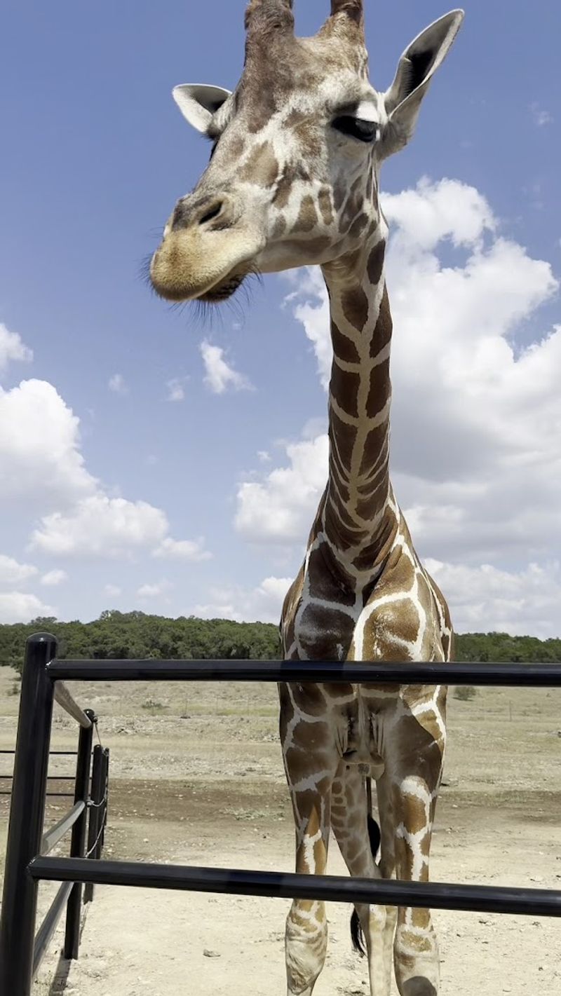 Feeding Giraffes Up Close