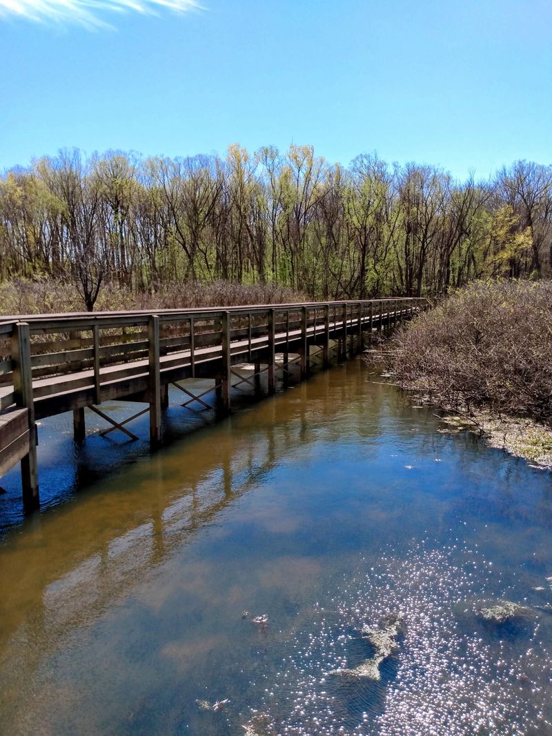 The Wetlands Walk Starts Quiet And Stays That Way