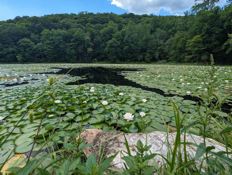 The Geological Giant: The Great Glacial Erratic