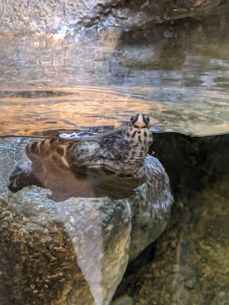 A Charming Reptile House That Surprises and Delights