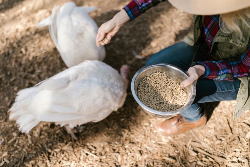 The City Ordinance That Makes Feeding Chickens A Real No-Go