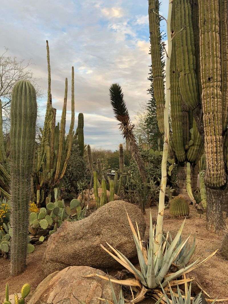 The Cactus Gardens That Look Unreal Up Close