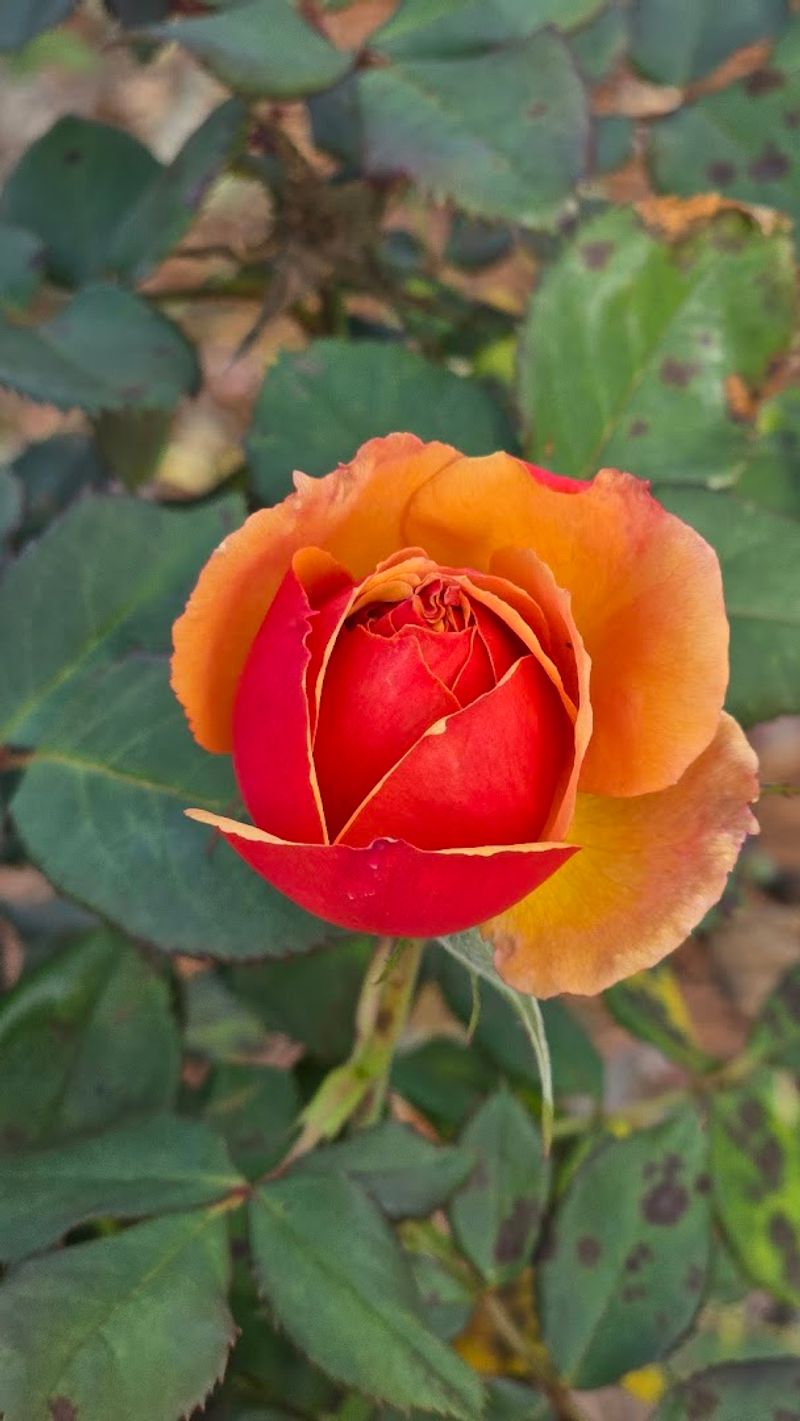 Thomasville’s “Rose City” Vibe Hits Different In Spring