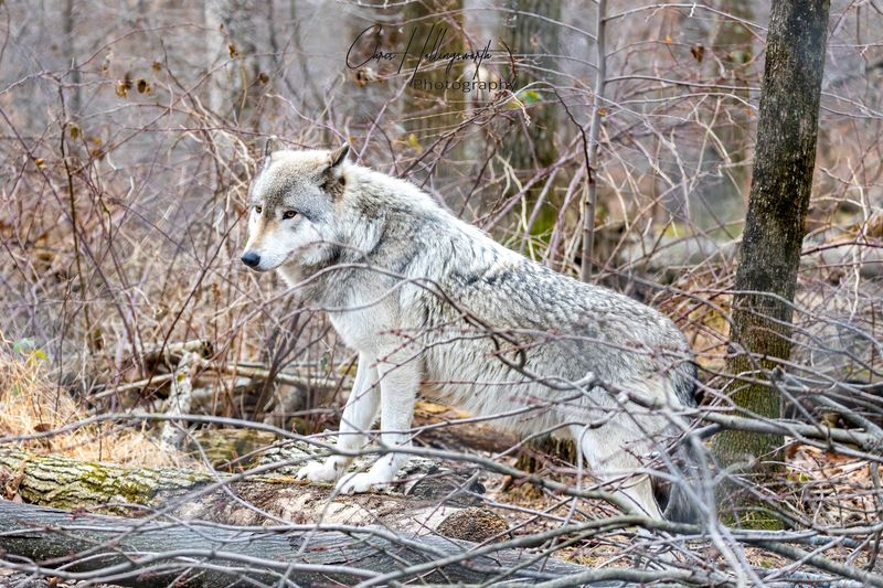 Lakota Wolf Preserve, New Jersey