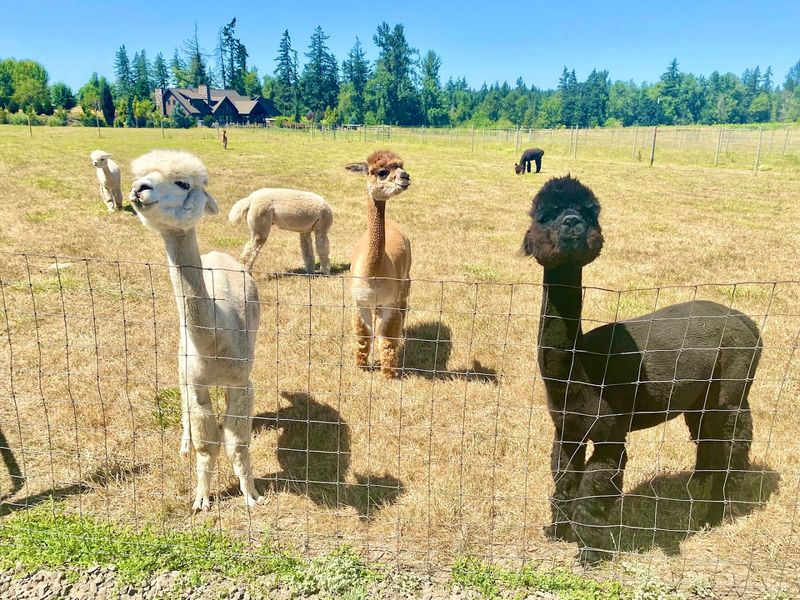 A Perfect Pit Stop on the Way to Silver Falls State Park