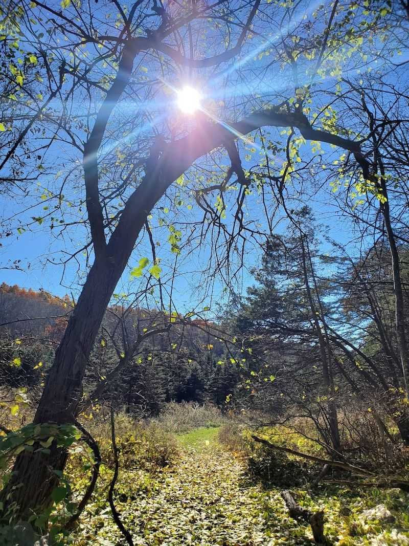 Vernal Pools And Woodland Ecology