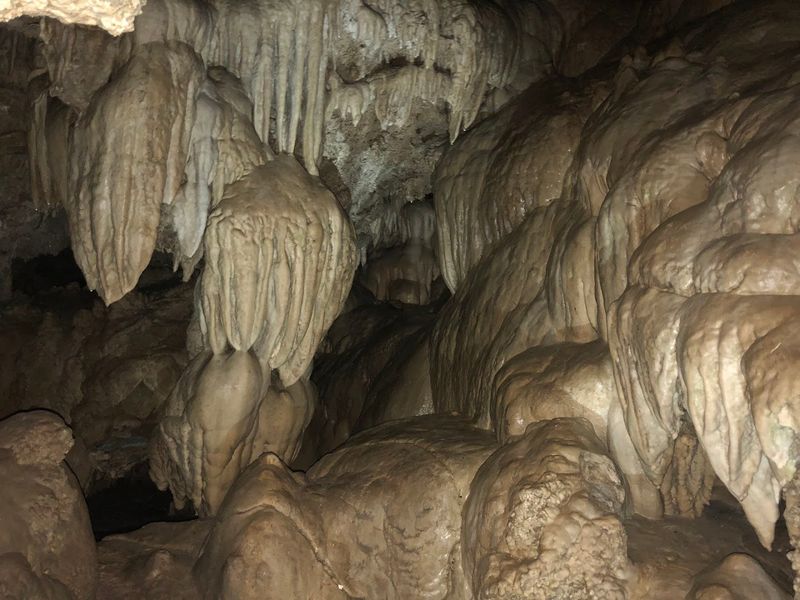 Wildlife, Bats, and the Living Cave Ecosystem