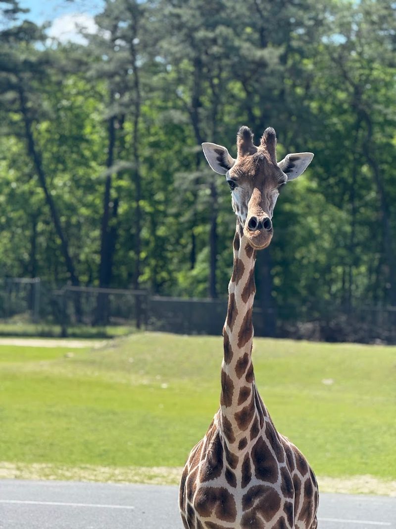 Feeding the Giraffes Up Close