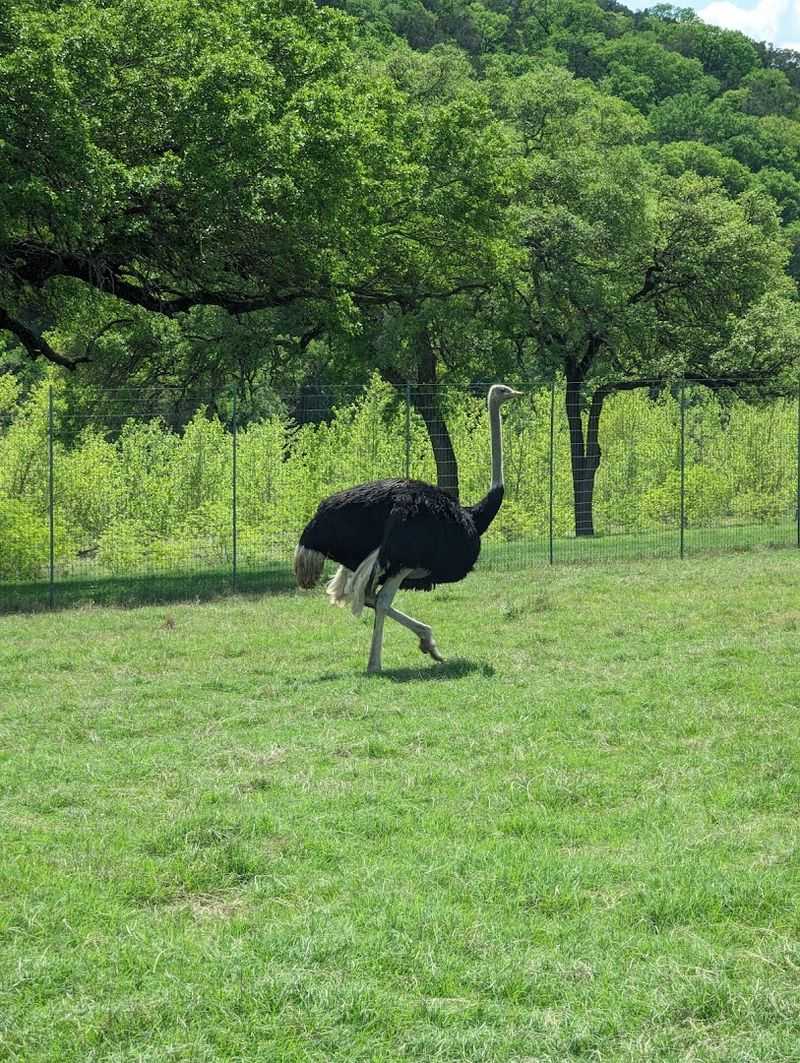 The Bird Aviary Experience